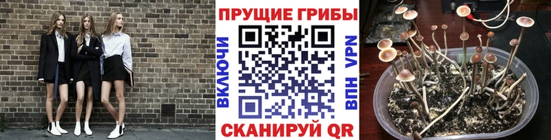 Купить закладки  Холм  Псилоцибиновые грибы прущие грибы 